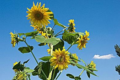 《赛尔号》IP新作《赛尔计划》PV公布 欢迎来到赛尔学园