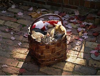 分析预测《黑色行动6》将使Game Pass增长250万-400万